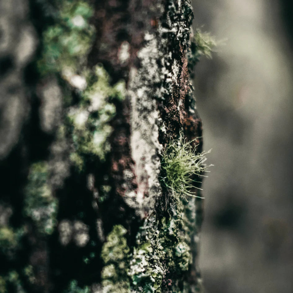 Granite & Moss Tealights