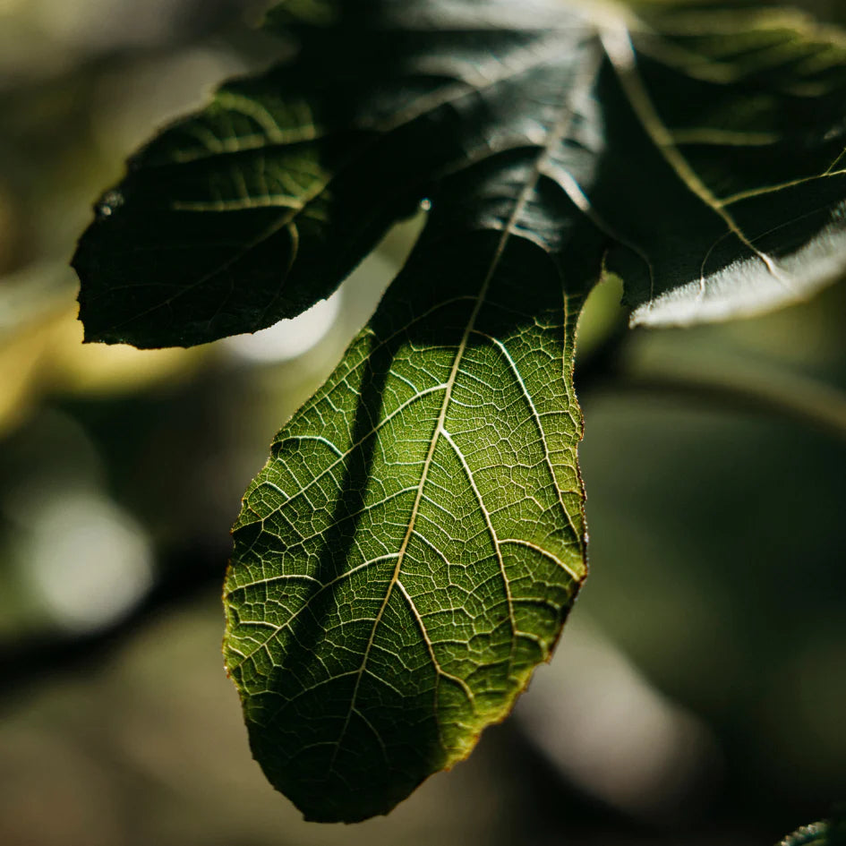 Fig Tree Diffuser Refill