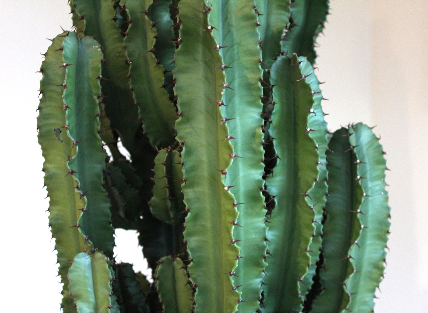 Euphorbia cactus