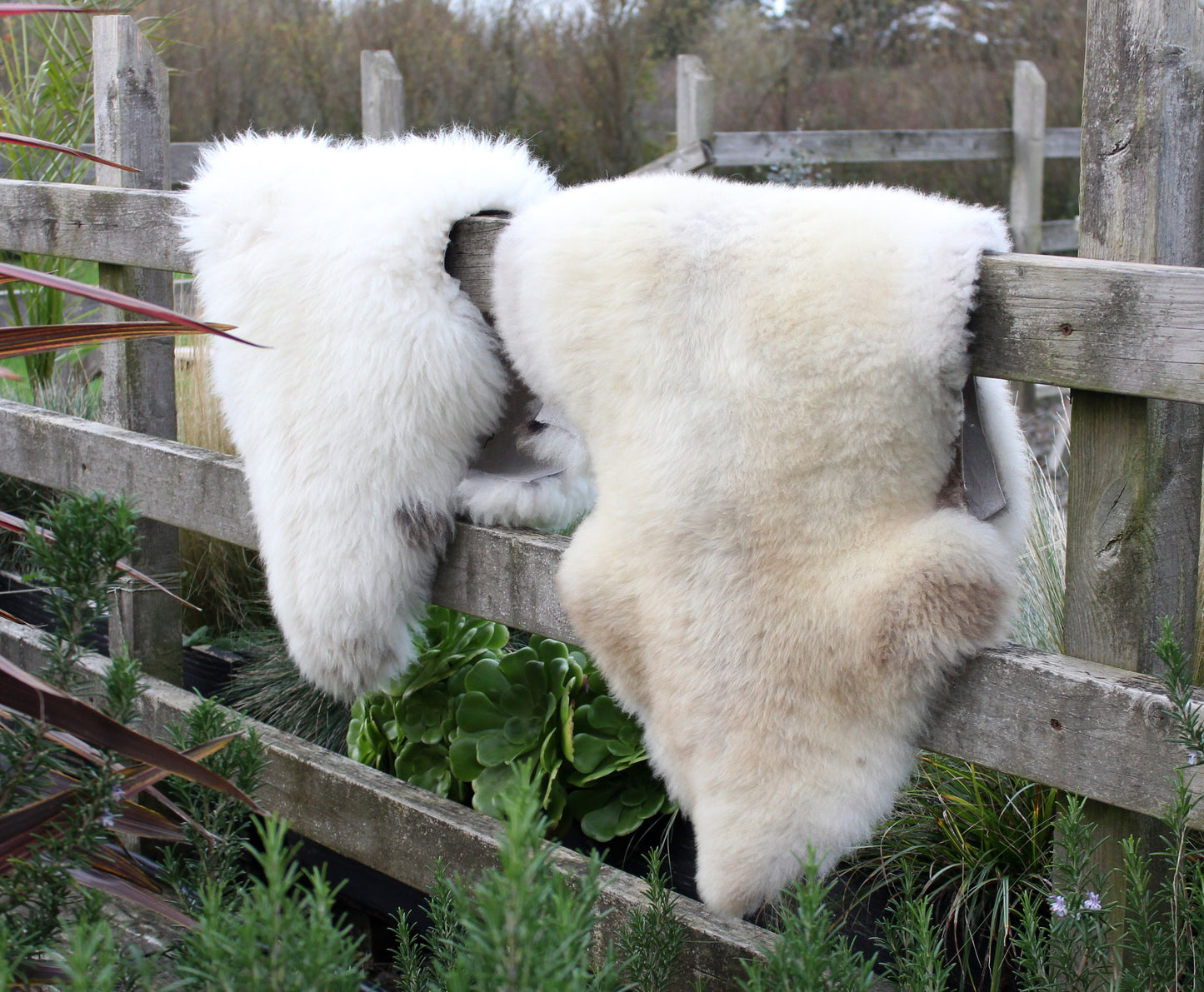 Sheepskin Lucky Pick - Mid tone
