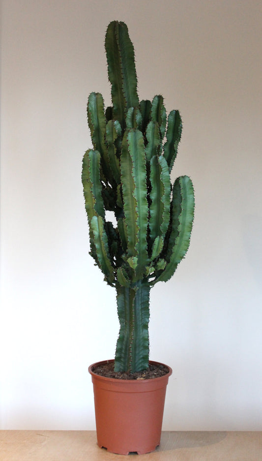 Euphorbia cactus